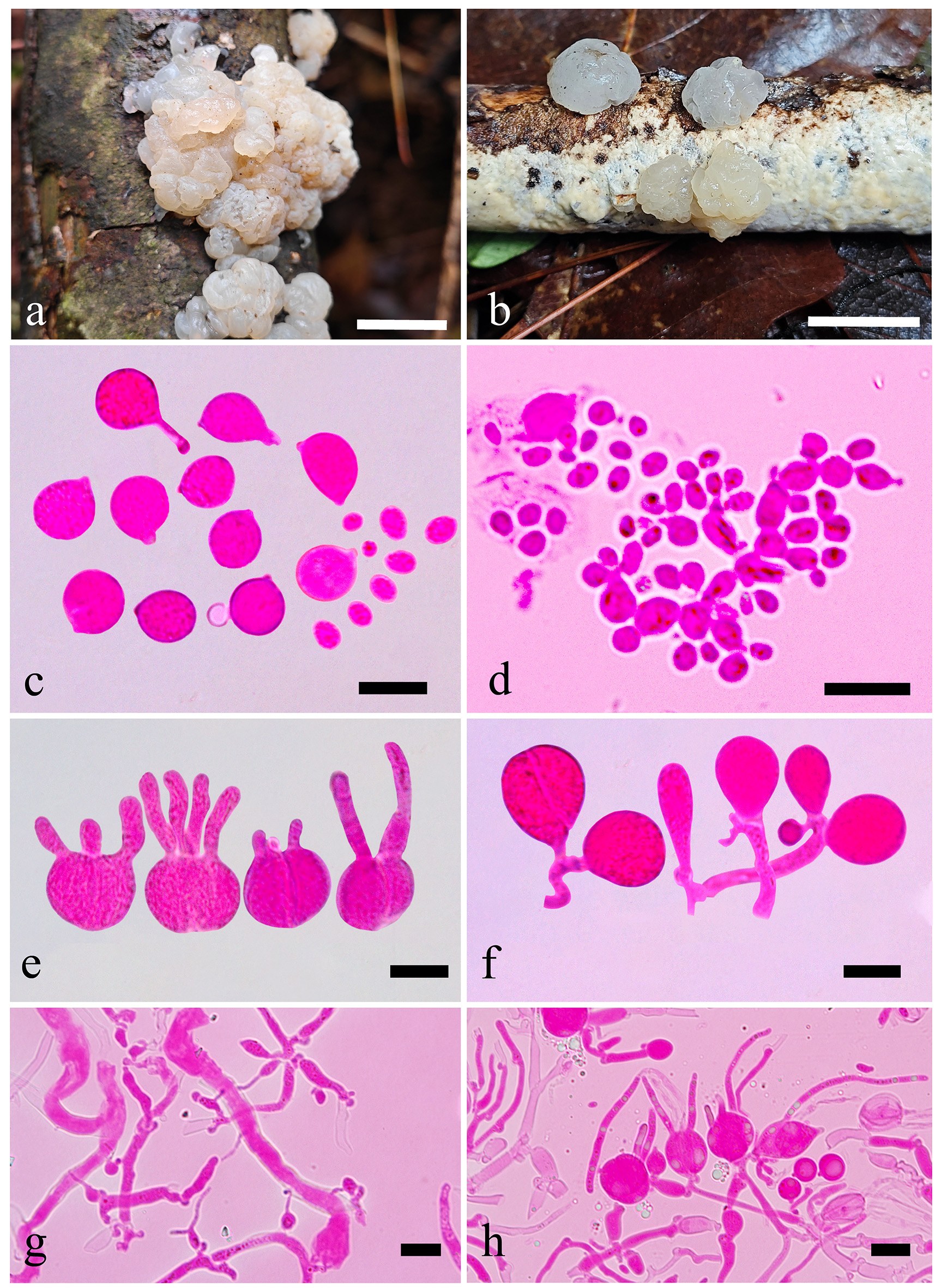 Figure 52